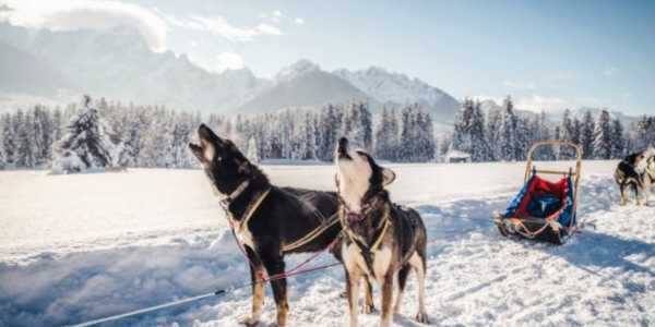 Where to Go Dog Sledding for an Unforgettable Experience